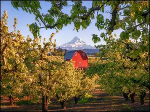 Oregon, Stratowulkan, Drzewa owocowe, Stany Zjednoczone, Dom, Mount Hood, Góra