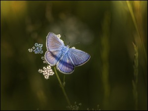 Niebieski motyl mazarynowy na kwiatku
