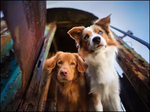 Psy, Dwa, Border collie, Wagon Spojrzenie, Retriever z Nowej Szkocji, ZardzewiaĹy