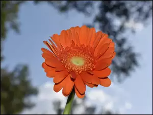 Kwiat gerbery