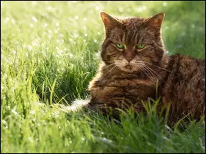 Bury zielonooki kot odpoczywajÄcy na rozĹwietlonej sĹoĹcem trawie
