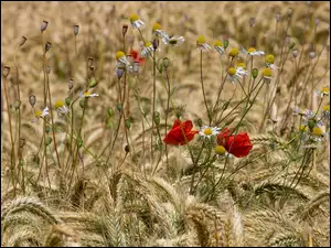 Kwiaty, Rumian polny, KĹosy, ZboĹźe, Maki