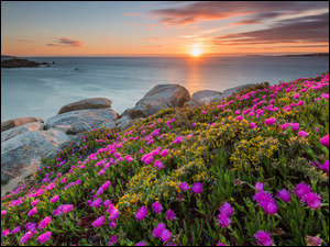 KwitnÄce kwiaty nad skalistym brzegiem morza