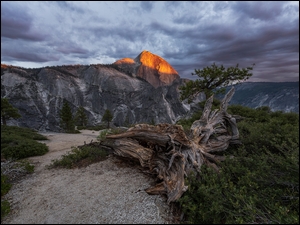 Szczyt Half Dome, Drzewa, Stany Zjednoczone, GĂłry, Kalifornia, Park Narodowy Yosemite, Konar
