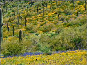Kwiaty, Kaktusy, Saguaro, Trawa