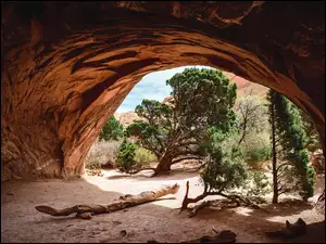 SkaĹy, Drzewa, Stany Zjednoczone, Jaskinia, Utah, Park Narodowy Arches, Sosny