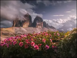 Kwiaty, GĂłry, Dolomity, Chmury, SkaĹy, Polana, WĹochy, Tre Cime di Lavaredo