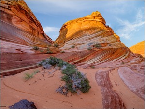 Arizona, Stany Zjednoczone, Formacja skalna, Krzewy, SkaĹy, The Wave