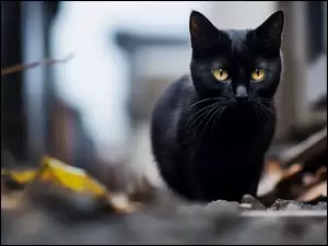 Kot, Czarny, Oczy, TĹo, ĹťĂłĹte, Rozmyte