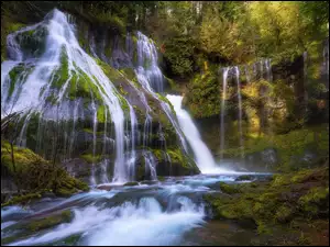 Stan Waszyngton, Las, Gifford Pinchot National Forest, Stany Zjednoczone, Panther Creek Falls, Wodospad, Drzewa