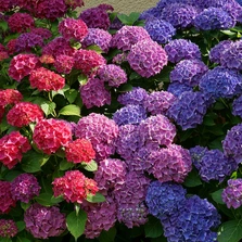 Hortensje, Kwiaty, Kolorowe
