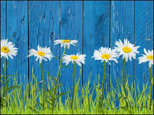 KwitnÄce kwiaty pod niebieskim ogrodzeniem