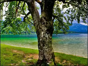 Jezioro, Drzewo, Brzeg