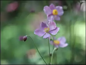 Kwiat, Zbliżenie, Różowy, Zawilec japoński, Pąk