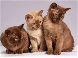 Trzy brązowe koty