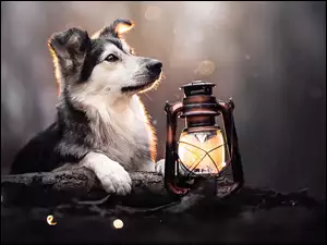 Pies przy świecącej lampie naftowej