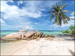 Kamienisty brzeg morza z pochyloną palmą