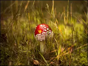 Trujący grzyb w lesie jesienią