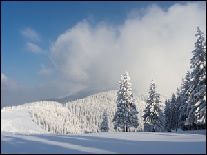 Piękna zima w białym ośnieżonym lesie świerkowym w górach