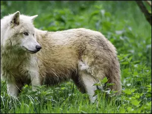 Wilk polarny stojący na trawie