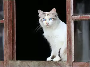biały kot z niebieskim oczami siedzący przy otwartym oknie