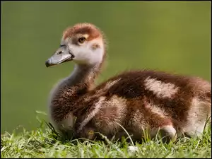 Profil kaczki na trawie