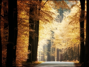 Rozświetlona droga w jesiennym lesie