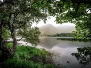 Jezioro Pollacapall, Drzewa, Galway, Irlandia, Góry, Region Connemara