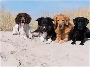 Psy na plaży