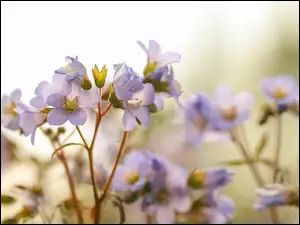Fioletowe kwiaty na gałązkach w rozmyciu