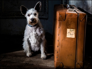 Szorstkowłosy pies przy walizce