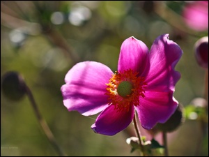 Fioletowy, Zawilec Japoński, Kwiat