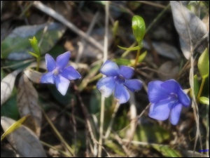 Kwiaty, Polana, Niebieskie