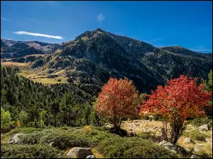 Andora, Pireneje, Escaldes-Engordany, Drzewa, Krzewy, Jesień, Lasy, Góry, Kolorowe