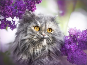 Perski kot wśród gałązek bzu