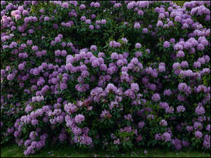 Różanecznik, Rododendron, Kwiaty, Krzew, Fioletowy
