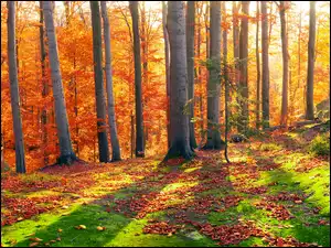Kamienie obsypane jesiennymi liśćmi w lesie