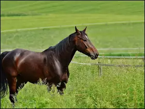 Koń na ogrodzonym polu