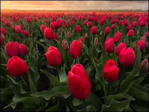 Plantacja czerwonych tulipanów