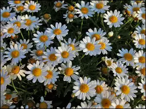 Rumiany, Kwiaty