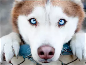 Oczy, Pies, Siberian husky, Niebieskie