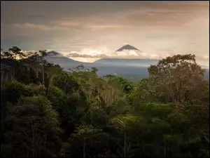 Góry, Indonezja, Drzewa, Las, Bali
