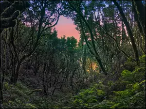 Las wawrzynowy w Parku Narodowym Garajonay