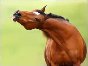 Koń pokazujący język
