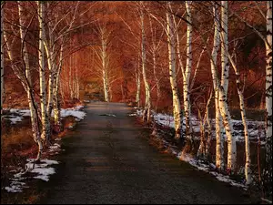 Brzozowy śnieżny las z drogą