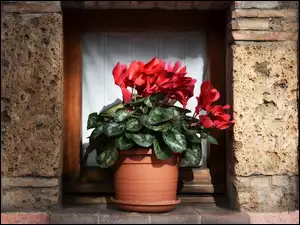 Okno, Kwiat, Cyklamen perski, Doniczka
