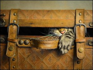 Szary kot w walizce