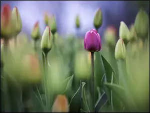 Tulipany już zakwitają