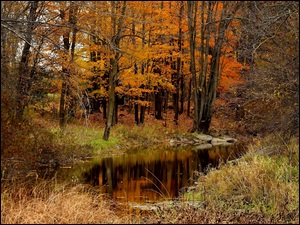 Rozlewisko w lesie jesienią
