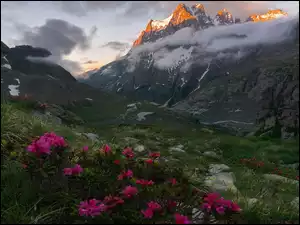 Chmury, Góry, Kwiaty, Różanecznik